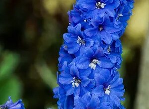 Photo of 8 schöne blau blühende Pflanzen für den Garten