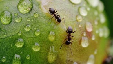 Photo of Ameisen in Containerpflanzen: Hilfe, ich habe Ameisen in meinen Zimmerpflanzen