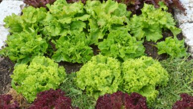 Photo of Begleitpflanzen für Salat: Was mit Salat im Garten zu pflanzen