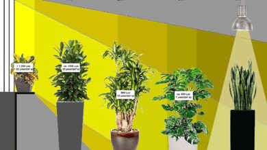 Photo of Beleuchtung und fluoreszierende Pflanzen: Beleuchtungsoptionen für die Gartenarbeit in Innenräumen