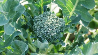 Photo of Brokkoli in der Luft: Brokkoli bei heißem Wetter anbauen