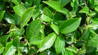 Photo of Camellia sinensis