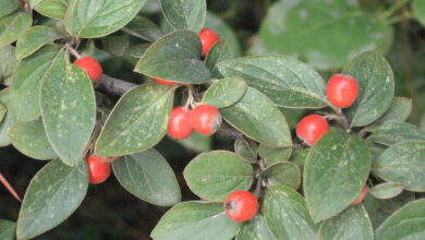 Photo of Cotoneaster franchetii