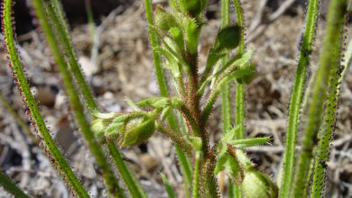 Photo of Drosophyllum lusitanicum