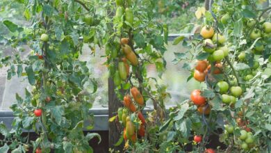 Photo of Erntezeit der Tomaten: Wann werden die Tomaten gepflückt?