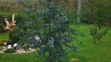 Photo of Eukalyptus, der Baum, der 1 Meter pro Jahr wächst