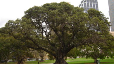 Photo of Ficus macrophylla