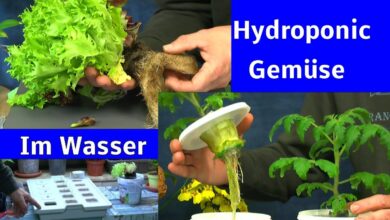 Photo of Gemüse im Wasser anbauen: Lernen, Gemüse im Wasser anzubauen