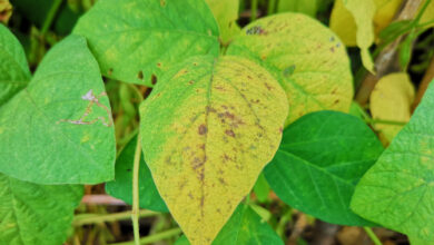 Photo of Helfen Sie Yellow Leaf Garden Beans – Was verursacht gelbe Blätter auf Bohnen?