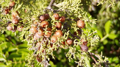 Photo of Juniperus phoenicea