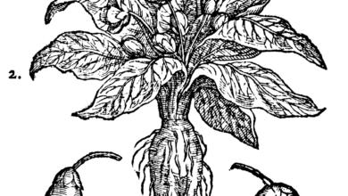 Photo of Mandrake
