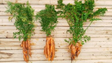 Photo of Meine Karotten wachsen nicht: Lösen von Karottenwachstumsproblemen