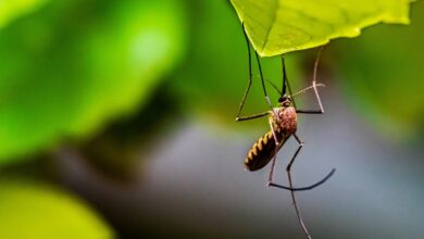 Photo of Pflanzen, die Mücken auf natürliche Weise töten