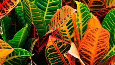 Photo of Pflanzen mit farbigen Blättern