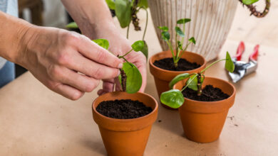 Photo of Pflege von Freundschaftspflanzen: Tipps für den Anbau von Freundschaftspflanzen