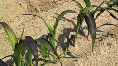 Photo of Probleme mit Maispflanzen: Gründe, warum eine Maispflanze schrumpft