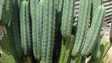 Photo of San Pedro Kaktus (Echinopsis pachanoi)