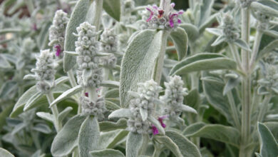 Photo of Stachys byzantina, ideale Pflanze für Blumenbeete