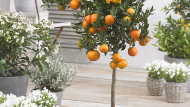 Photo of Tipps und Pflege für das Wachsen eines Mandarinenbaums in einem Topf