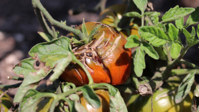 Photo of Tomatenwelke – Was verursacht Welke und Tod von Tomatenpflanzen?