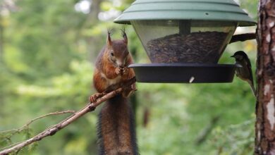 Photo of Unfehlbare Tipps, um Eichhörnchen von Vogelhäuschen fernzuhalten
