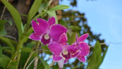 Photo of Wann und wie werden Orchideen auf Bäume gesetzt?