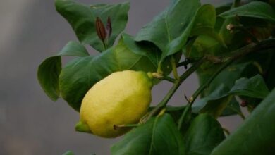 Photo of Warum produziert mein Zitronenbaum keine Zitronen?