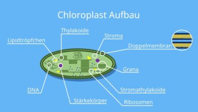 Photo of Was sind Chloroplasten und welche Funktion haben sie?