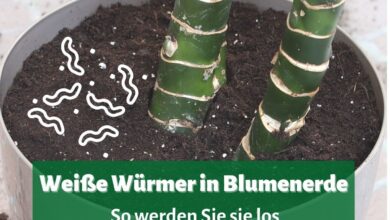 Photo of Wie entferne ich Würmer von Pflanzen?