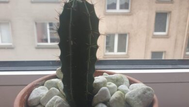 Photo of Wie kann man einen Kaktus begradigen?