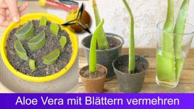 Photo of Wie man eine Aloe Vera ohne Wurzel pflanzt