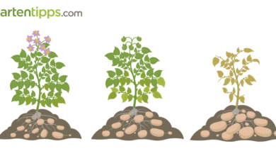 Photo of Wie man Kartoffeln anbaut: Wann sollten sie gepflanzt werden?