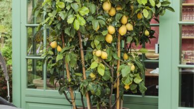 Photo of Wie man Zitronenbäume im Garten pflanzt