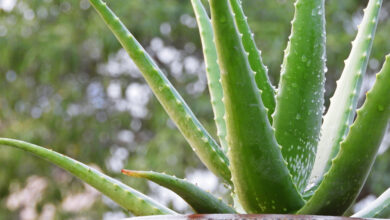 Photo of Wie viel Sonnenlicht braucht eine Aloe Vera Pflanze?