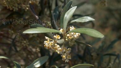 Photo of Wilde Olive (Olea europaea var. Sylvestris)