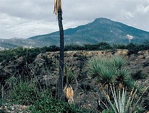 Photo of Yucca mixtecana, eine Pflanze, deren Lager fein und schlank ist