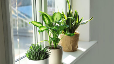 Photo of Zimmerpflanzen für direktes Licht: Zimmerpflanzen in einem nach Süden ausgerichteten Fenster aufbewahren.