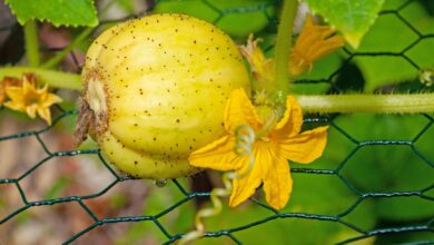 Photo of Zitronengurken pflanzen – Wie man eine Zitronengurke anbaut