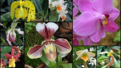 Photo of 10 Arten von Orchideen