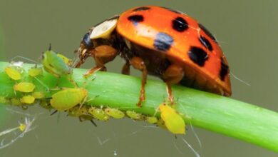 Photo of 10 natürliche Insektizide für Pflanzen: Insektizid selbst gemacht Wie wird man Schädlinge los?