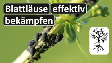 Photo of 11 Lösungen gegen Blattläuse im Obstgarten