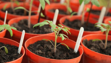 Photo of [13 Schritte] zum Tomatenanbau: Alles, was Sie wissen müssen