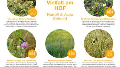 Photo of 14 Arten von Obstgärten: [Eigenschaften und Betrieb]