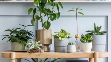 Photo of [14 Arten von Zimmerpflanzen] für zu Hause
