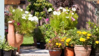 Photo of 5 Gründe, Ihren Garten in Töpfen zu haben: Überlegen Sie nicht zweimal