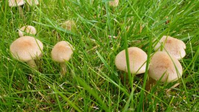 Photo of 6 Ökologische Fungizide gegen Gartenpilze: Sehr wirksam
