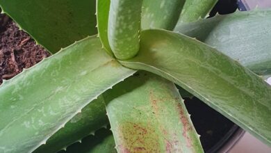 Photo of Aloe Arborescens: [Anbau, Bewässerung, Verbände, Schädlinge und Krankheiten]
