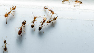 Photo of Ameisen im Garten: Wie man sie bekämpft [Vollständige Anleitung]