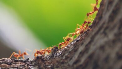 Photo of Ameisen in Bäumen: [Ursachen und Lösungen]