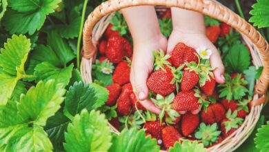 Photo of Arten und Sorten der berühmtesten und köstlichsten Erdbeeren